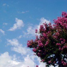 crepe-myrtle.jpg