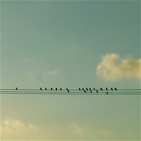 birds-on-wire.jpg
