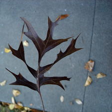 brown-leaf2.jpg