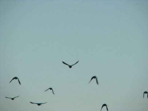birds