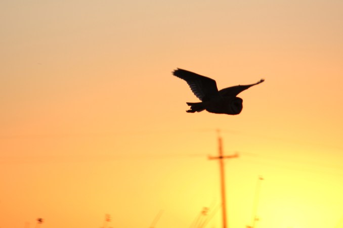 IMG_4605 - Version 3